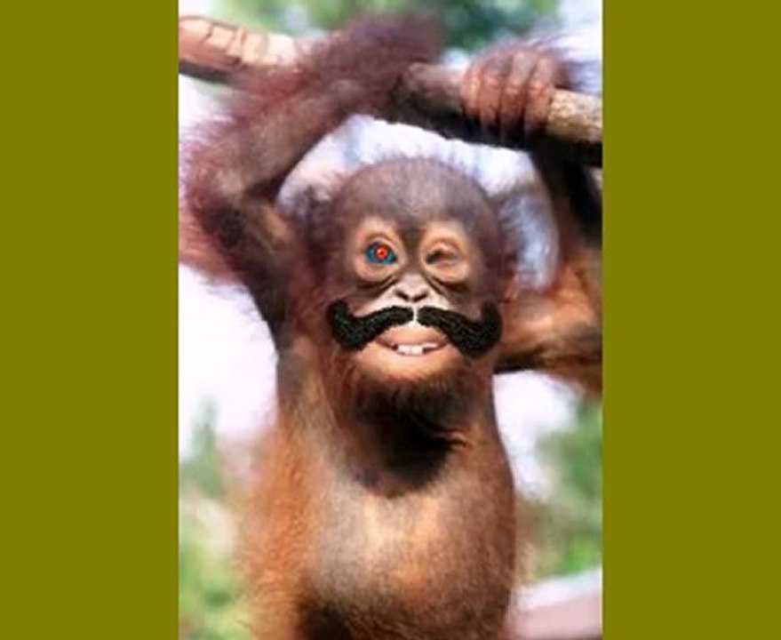 Animals 120