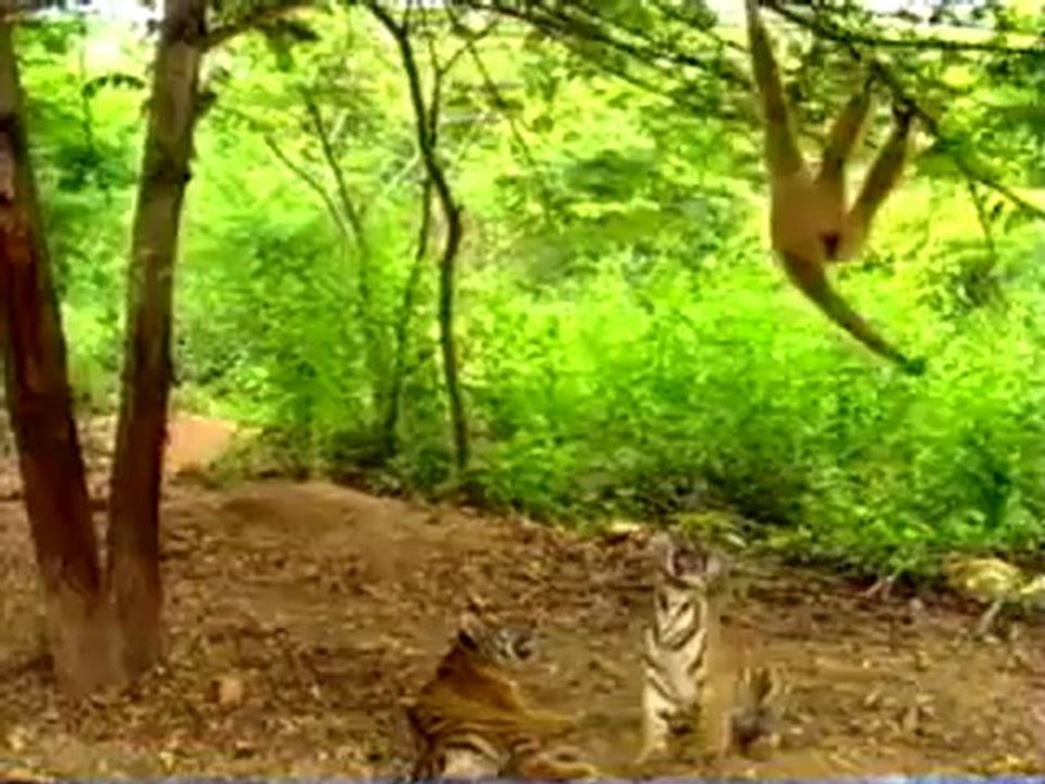 Animals 121