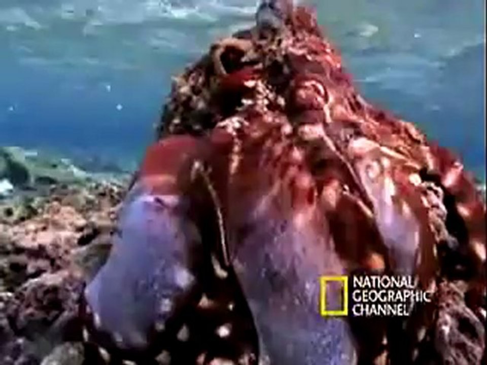 Animals 128