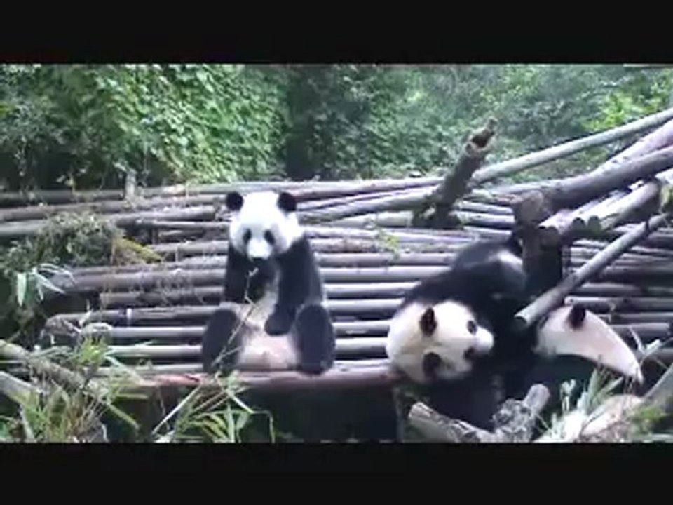 Animals 134