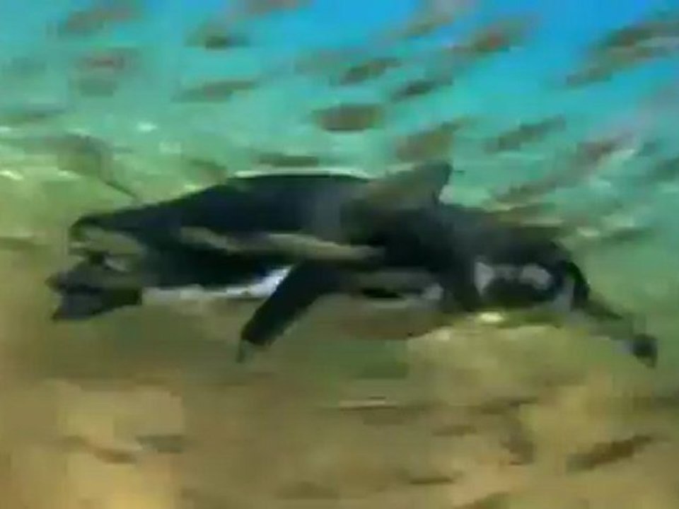 Animals 139