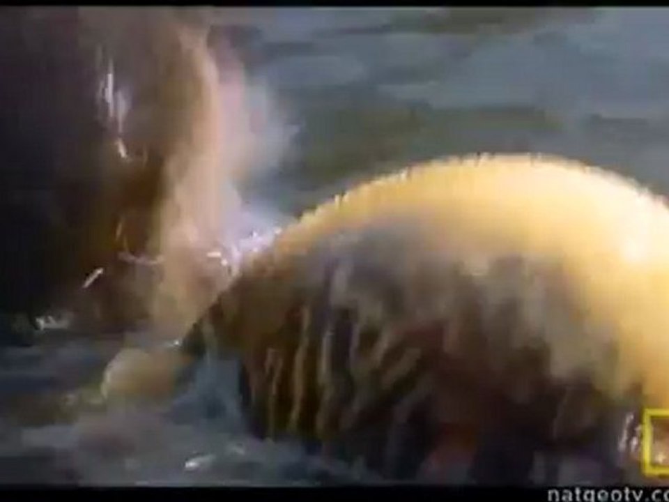 Animals 140