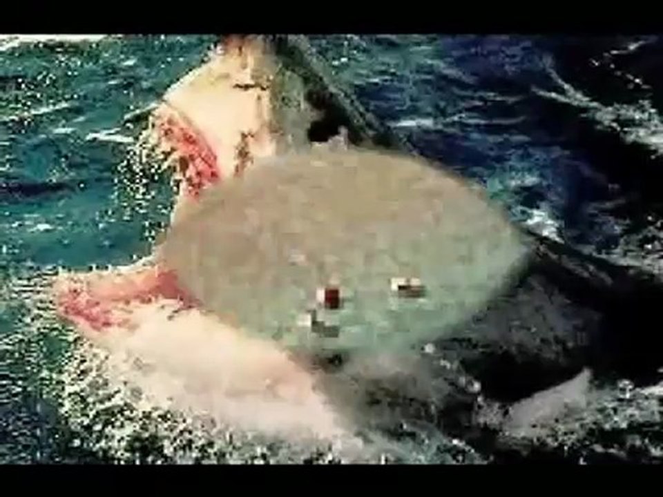 Animals 153