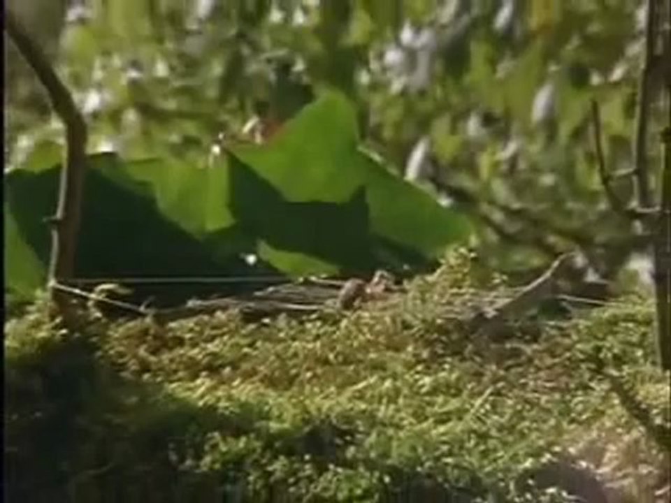Animals 160