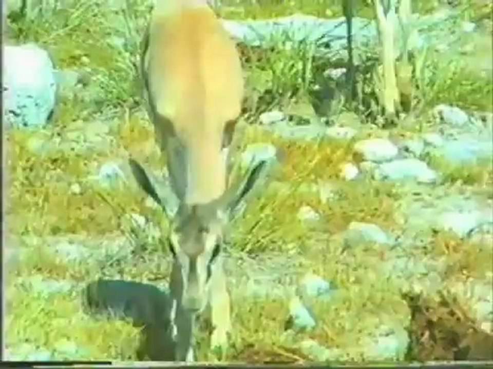 Animals 161