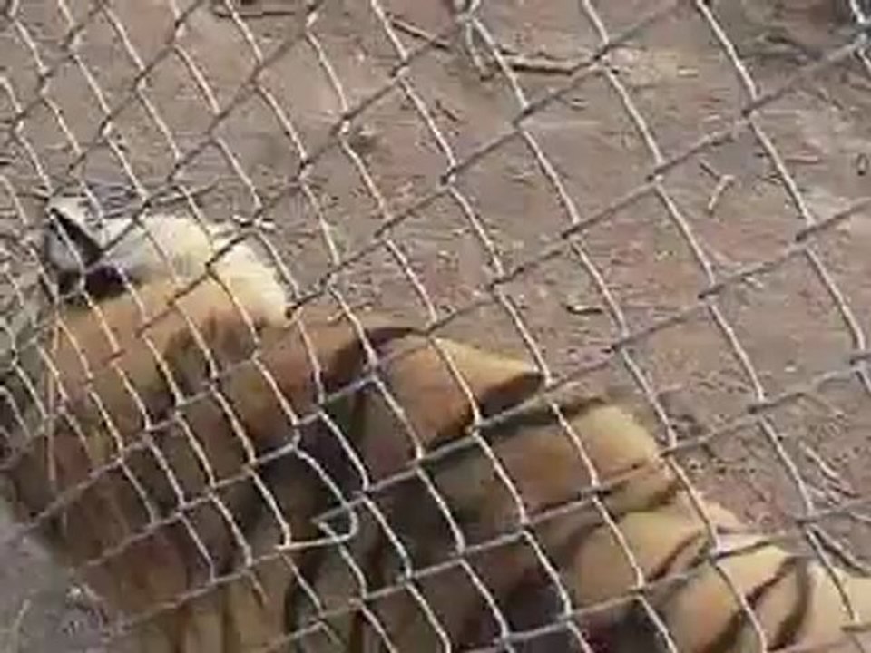 Animals 167