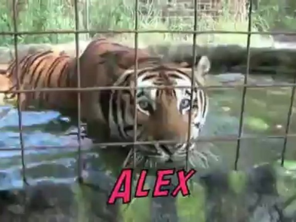 Animals 170