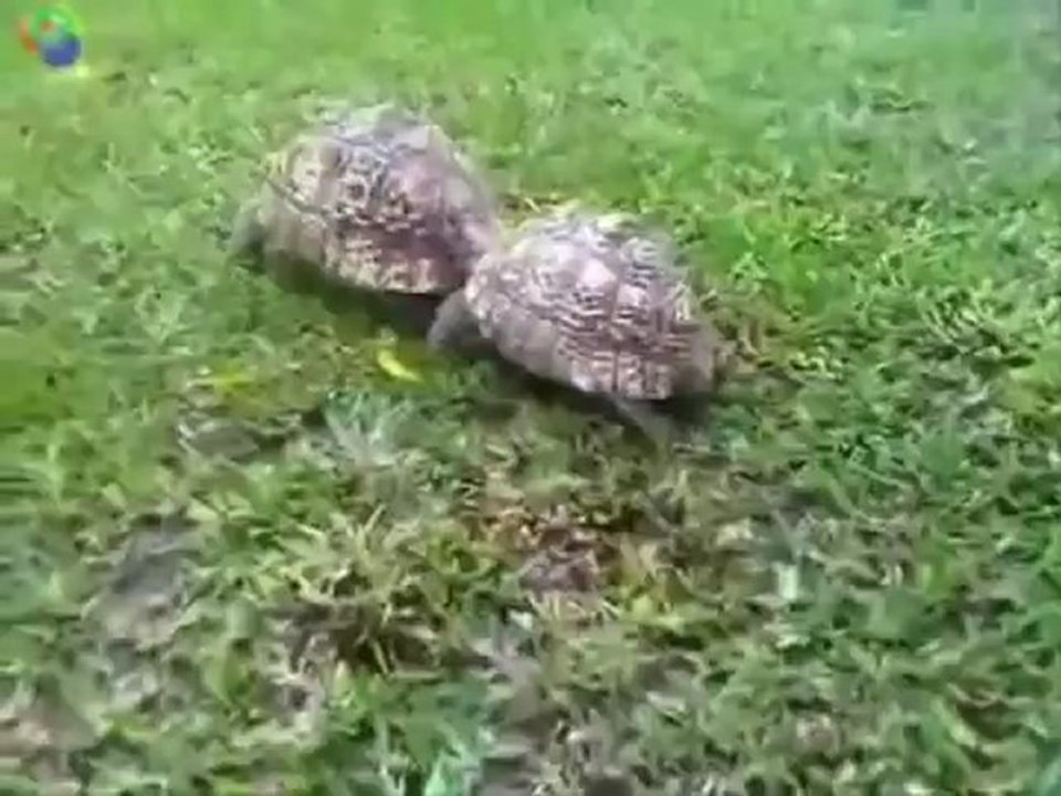 Animals 172