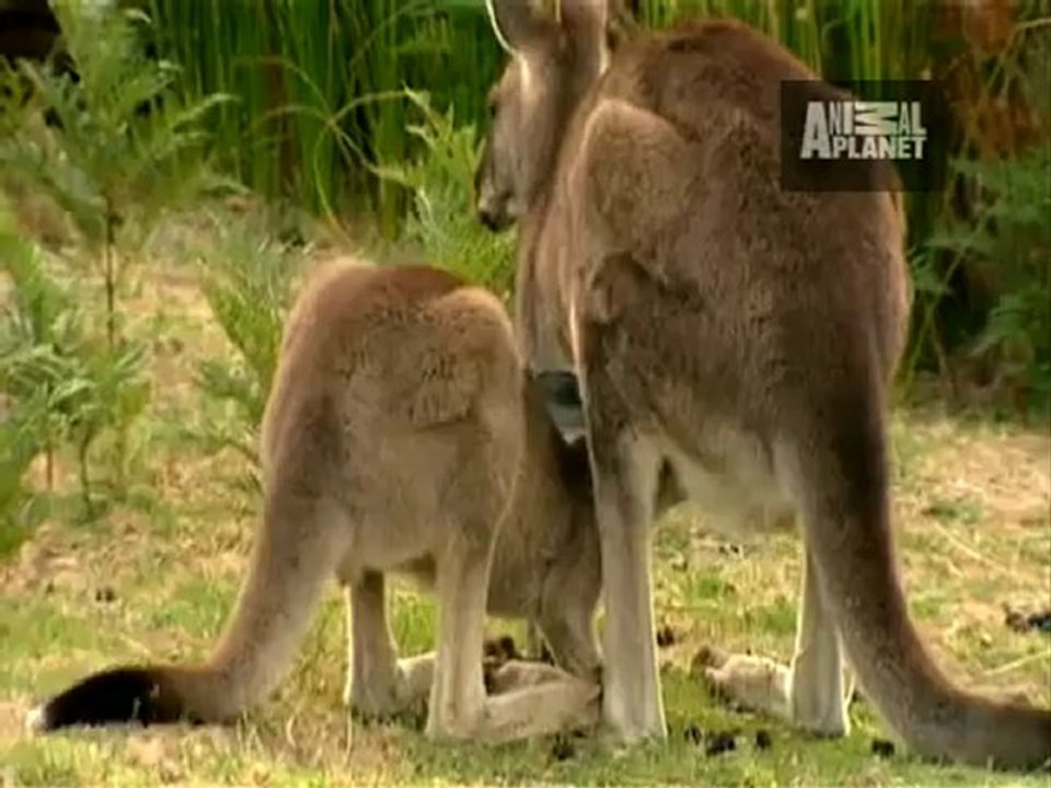 Animals 175
