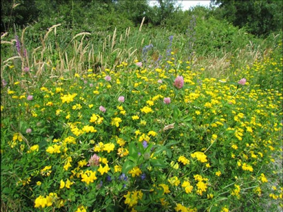 Chemin des ardoisières (2)