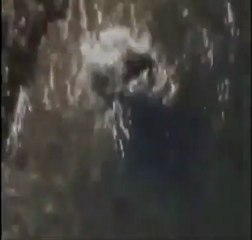 KUŞ AVLAYAN BALIK