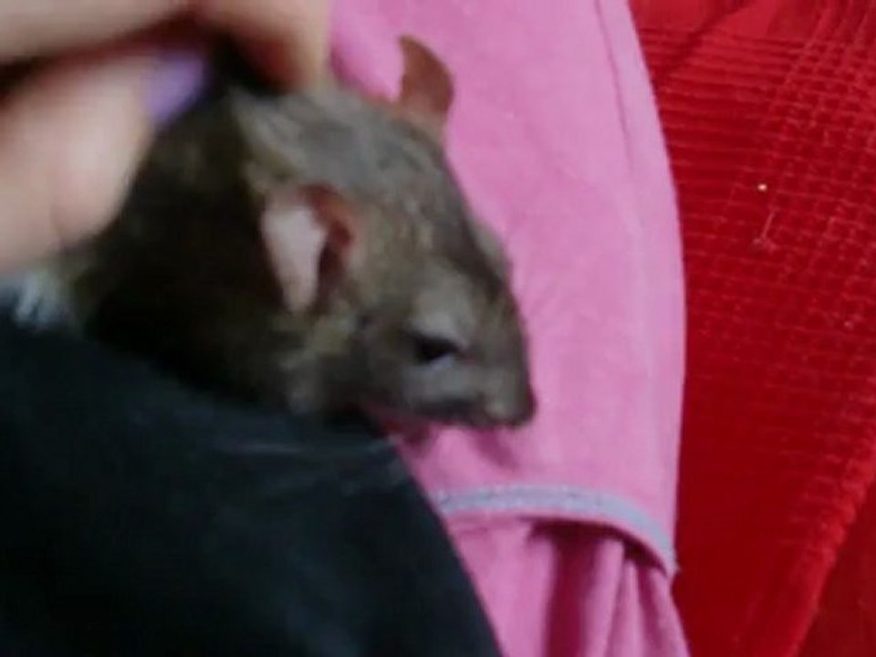 La Puce