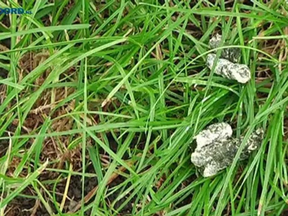 Boeren hebben kritiek op ganzenakkoord - RTV Noord