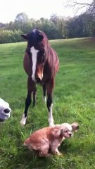 Présentation pnl: approche du cheval