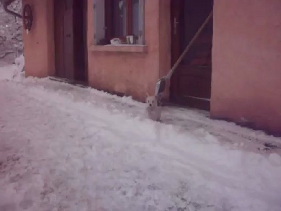 petite femelle westie,fille de Dubai,découvre la neige