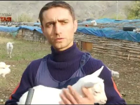 Çankırı'da Saanen Keçisi Besiciliği Gelişiyor