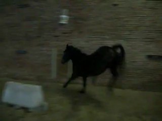 Fizzy Pop - Petage de cable