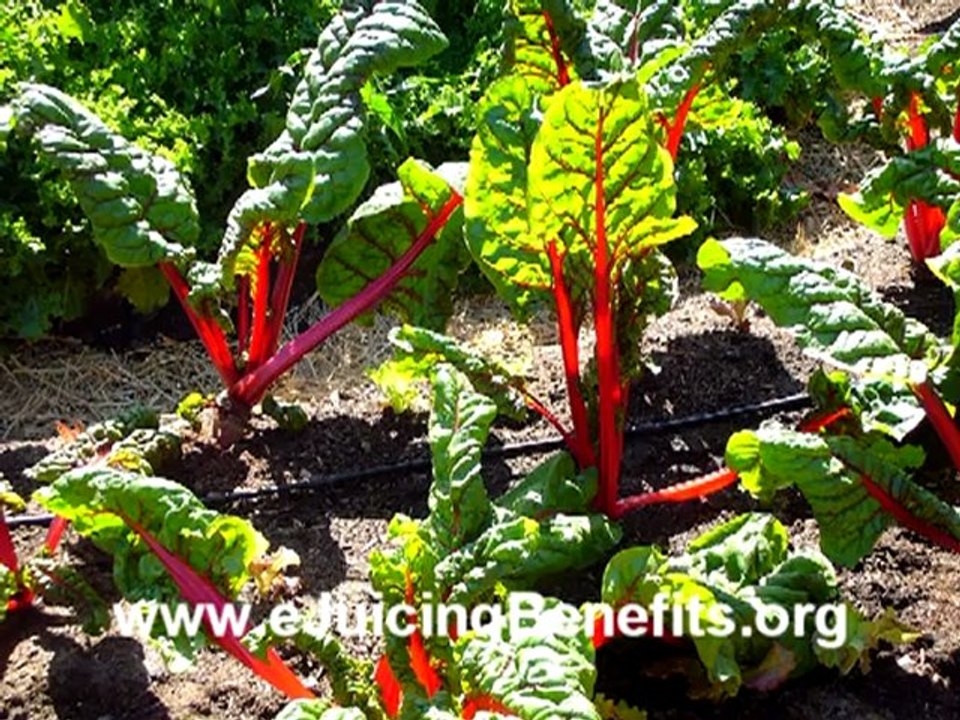 The Benefits of Juicing Swiss Chard video Dailymotion