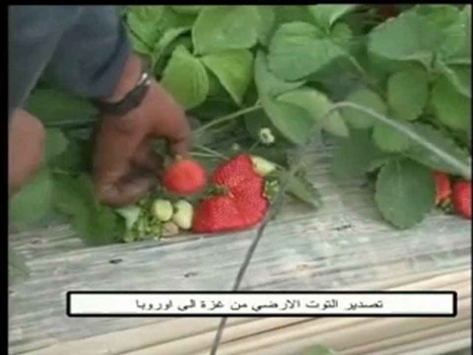 فلسطين هذا الصباح السبت 8-12-2012
