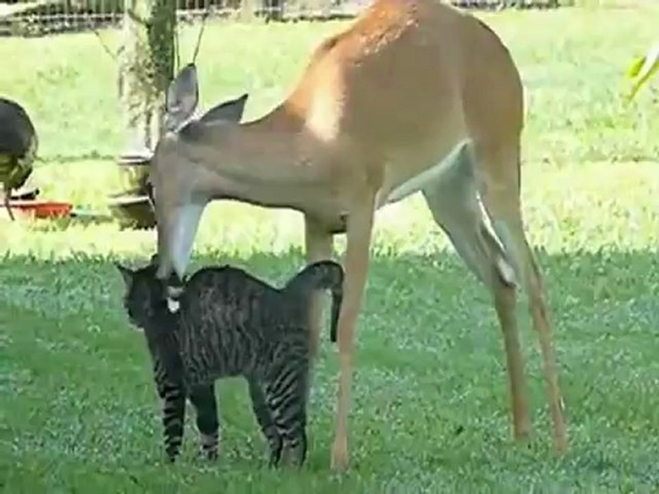 Animals 187