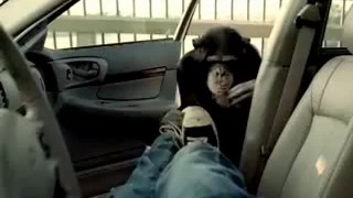 Maymunun Sergilediği En Komik Güçlerinin Eğlendirici Sahnesi