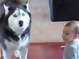 Dog Imitates Baby