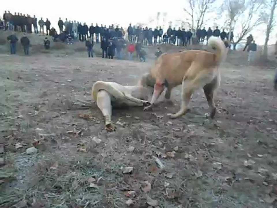 Yalvaclı ufunun bozo vs burdurlu altarın barut