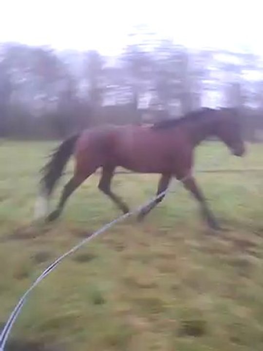 Première barres souci d'amour