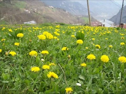 TRABZON AKCAABAT CEVİZLİK..KÖYÜ GÜNGÖR .YILDIZ.SAİT UCAR AH HAMSİ KÖY