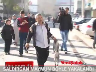 Saldırgan maymun böyle yakalandı