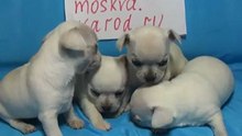 Купить чихуа