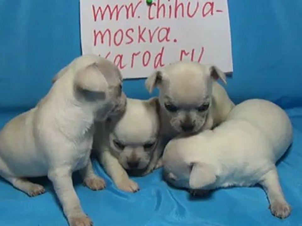 Купить чихуа