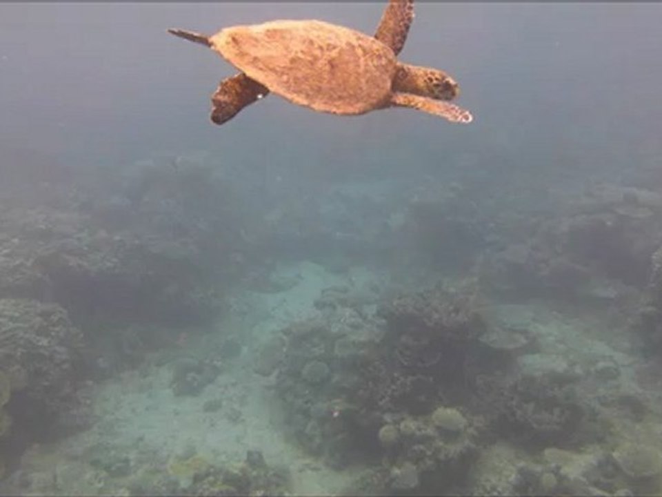 tortue à Andréma