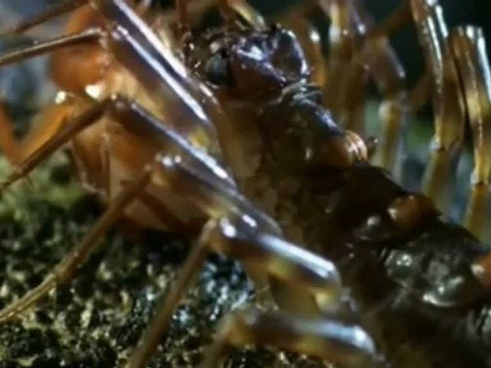 Bichos, duelo salvaje Rápido y mortal (asturweb)