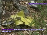 Imágenes de los restos del avión donde viajaba la cantante Jenni Rivera