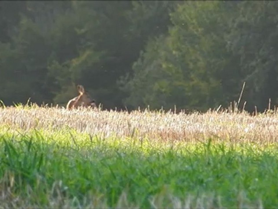 Derniers chevreuils de l'année