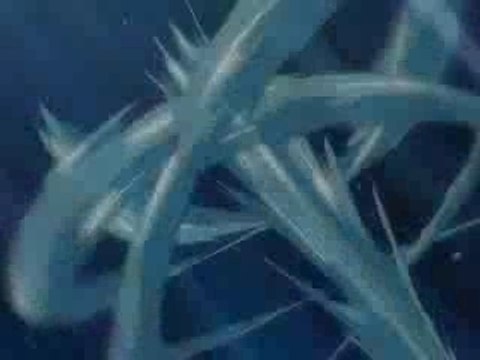 Amv Bleach les meilleurs combats