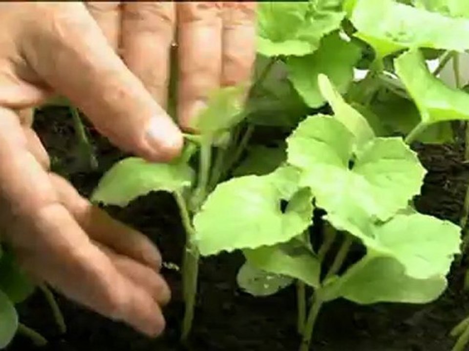 Les légumes Anciens