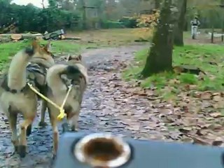 chien loup tchecoslovaque en trottinette