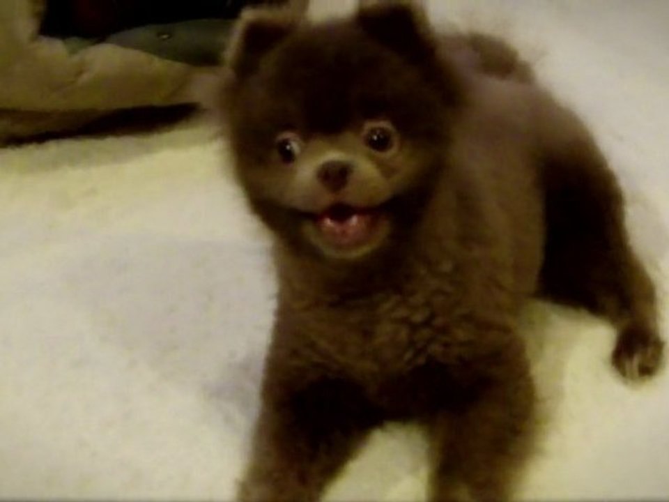 Adorable dog like teddy bear "Bacca"