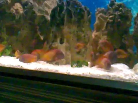 TROPHEUS İLANGİ YELLOW F0