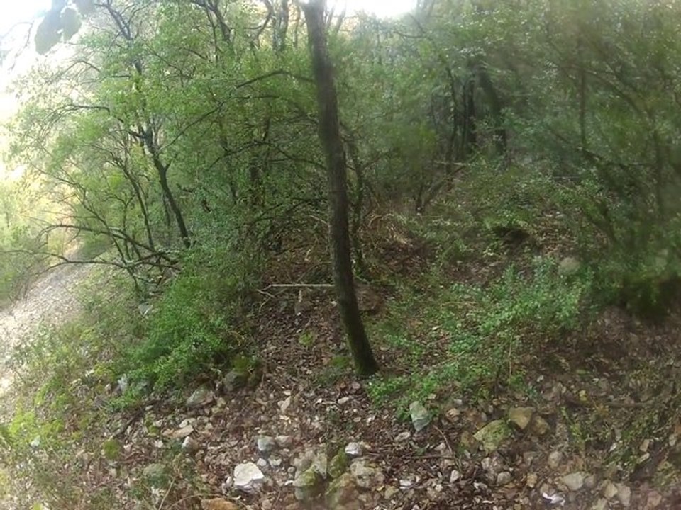 Chasse au sanglier dans l'Hérault. Causse.