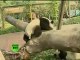Une magnifique vidéo d'un panda en train de s'amuser !