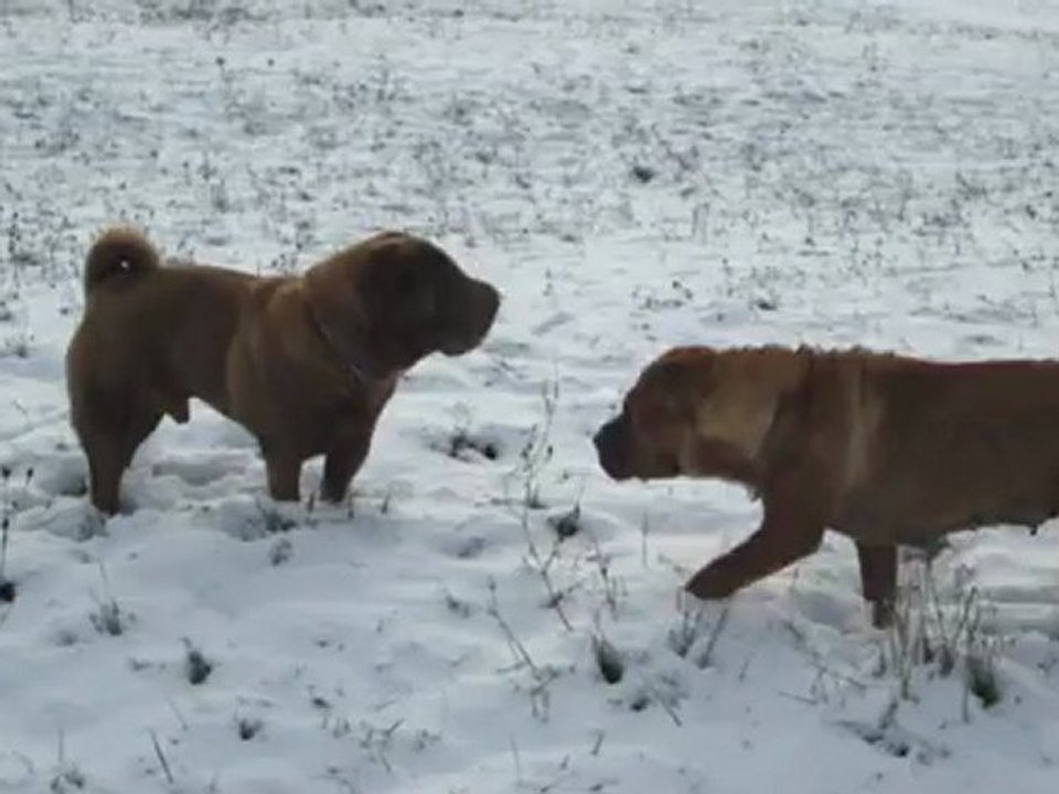 Ballade dans les champs enneigés !