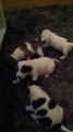 chiots Jack Russel