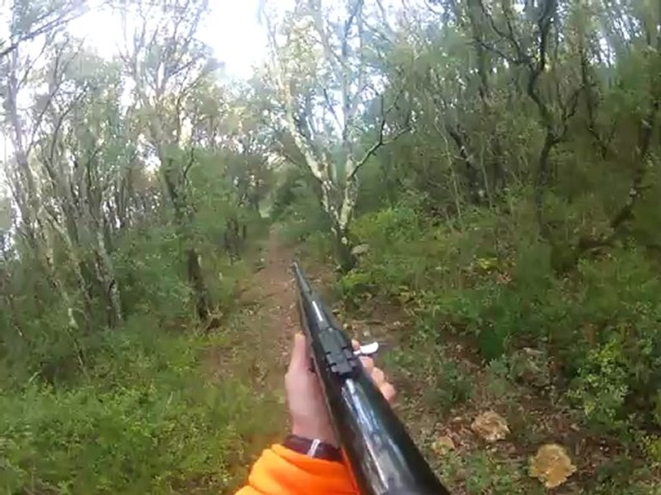 Chasse au sanglier dans l'Hérault. Causse.