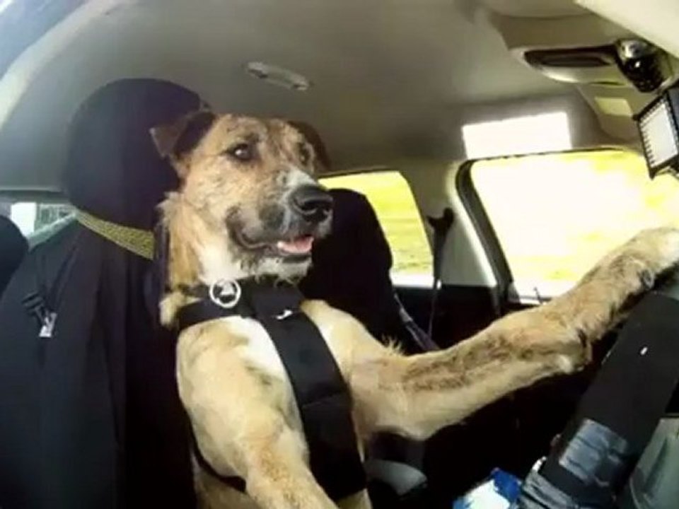Auto-Führerschein für Tierheim-Hund Porter
