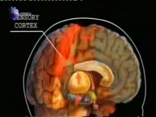 Dolor emocional: Estimulacion magnetica transcraneal (TMS) (Mark George)