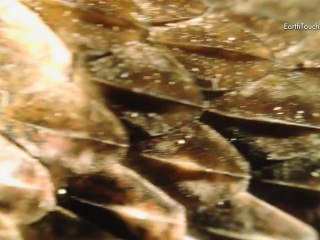 Deadly Snake Filmed on iPhone 4S | iPhone Films Ep3