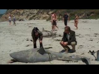 Shark Swarm Part 1 of 12 Full Movie